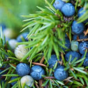 40 x Wacholder (Wacholder) Samen: Immergrüner Strauch (Juniperus communis) - Kostenloser Versand !