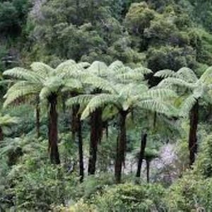 Black Tree Fern. Cyathea medullaris. Hardy. Rare. 20 Fresh seeds spores Free UK Delivery !