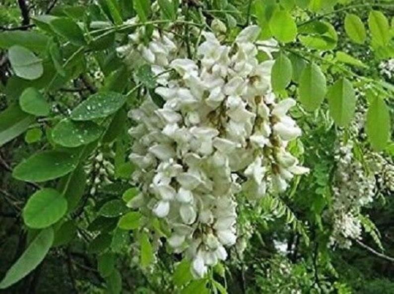 100 It is very popular x false Mail order acacia tree robinia pseudoacacia seeds black locust