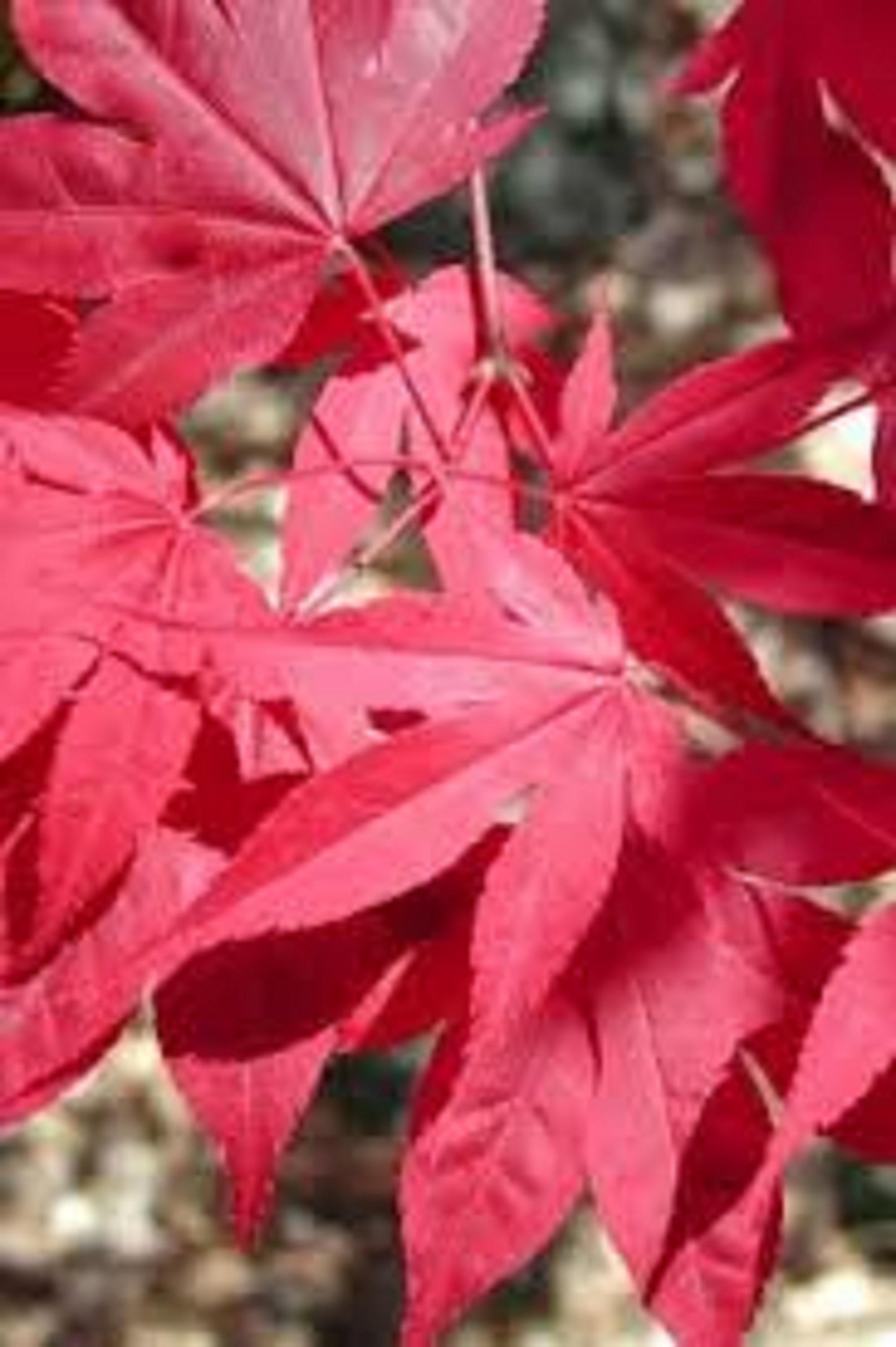 Swietenia Mahogani, Mahogany Timber Big Tree Bonsai Rare Hard Wood - Foto 5