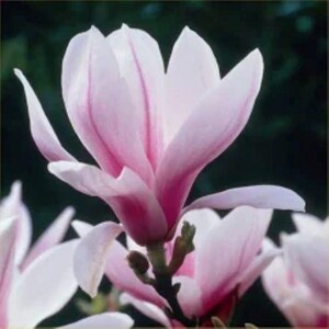 May include: A close-up shot of a magnolia flower in full bloom. The petals are a pale pink with darker pink veining, set against a dark green backdrop. The flower's delicate layers and intricate details are clearly visible.