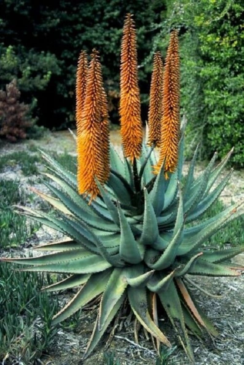 5 x aloe cryptopoda seeds image 1