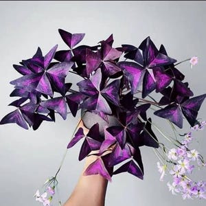 Bulbes Oxalis Triangularis Purpurea : plante papillon violette, plante d'intérieur facile (4 bulbes) Livraison gratuite au Royaume-Uni !