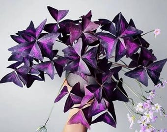 Oxalis Triangularis Purpurea Bulbs: Purple Butterfly Plant, Easy Houseplant (4 Bulbs) Free UK Delivery !