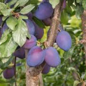 Semillas de ciruela damascena (Prunus domestica), 20 semillas ¡Entrega gratuita en el Reino Unido!