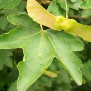 Veldesdoorn Acer campestre 10 Seeds – Britse inheemse haagplant