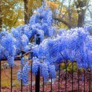 20 x Chinesische Blaue Glyzinienbaumsamen (Wisteria sinensis) Baumsamen.