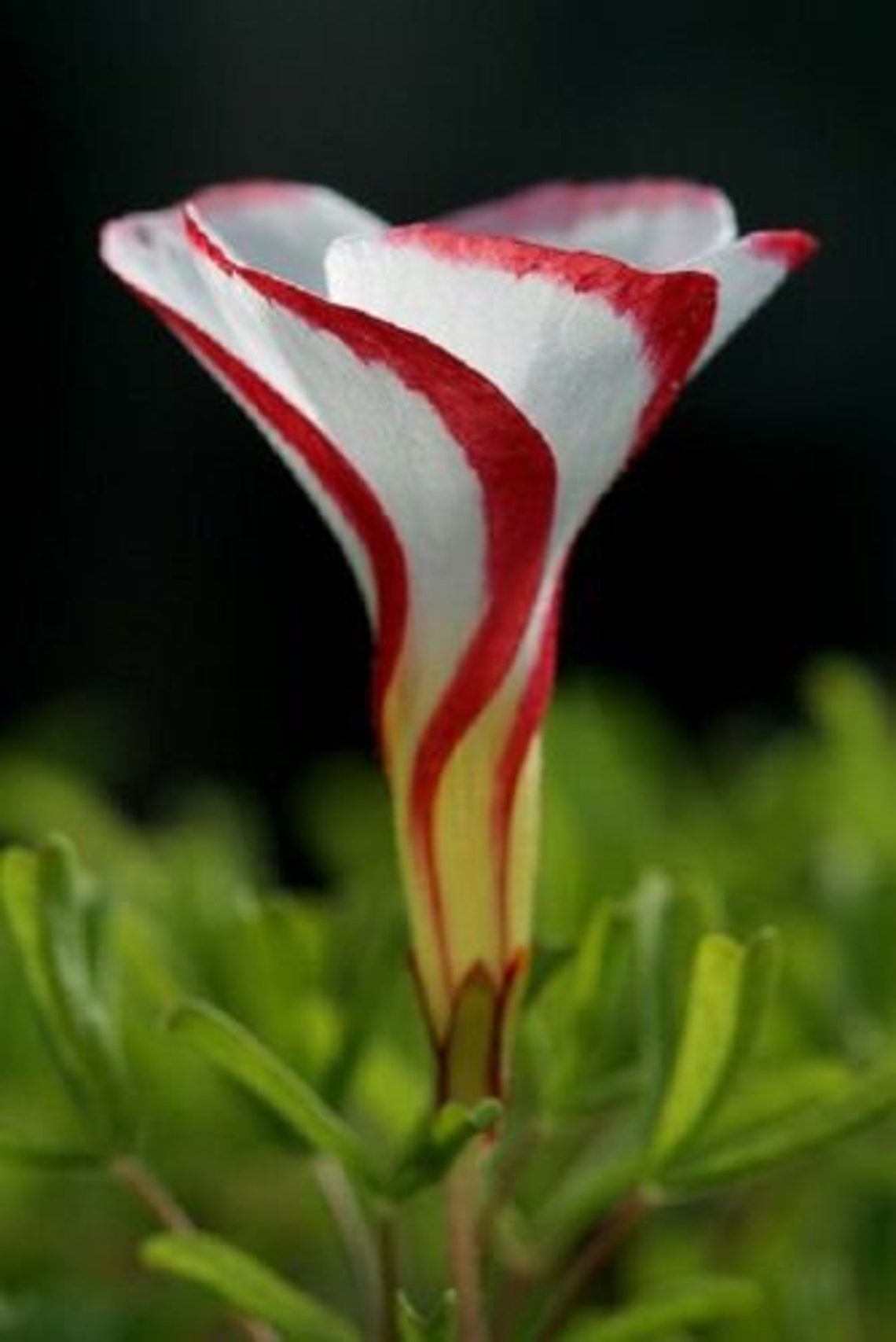 15 X Oxalis Versicolor Bulbs. CANDY CANE SORREL Etsy Canada