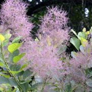 20 x Rauchbaum (Coggygria) samen