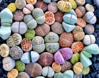 Lithops Seeds: 10 Living Stone seeds, Mixed Varieties Free UK Delivery !