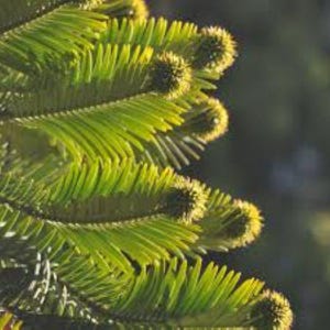 Può includere: Primo piano di aghi di conifere verde brillante, con uno sfondo morbido e sfocato. Gli aghi sono disposti in un motivo a strati, catturando la luce del sole. L'immagine evidenzia la consistenza e il colore del fogliame.