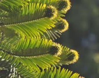 Wollemi Pine 10 Seeds, Wollemia Nobilis Rare Dinosaur Tree