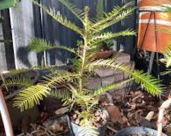 Wollemi Pine seeds x 20 Fresh, Wollemia nobilis