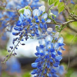 3x Chinesischer Blauer Glyzinienbaum Samen (Wisteria sinensis) Baumsamen.