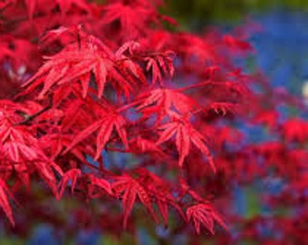 10 x redleaf japanese maple tree seeds.tree seeds that can be used for bonsai.
