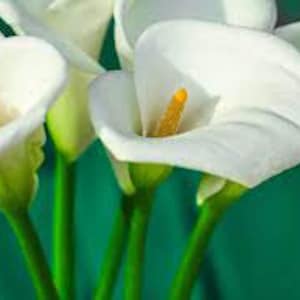 15 x zantedeschia aethiopica arum lily seeds.