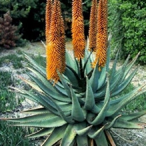 25 x aloe cryptopoda seeds image 2