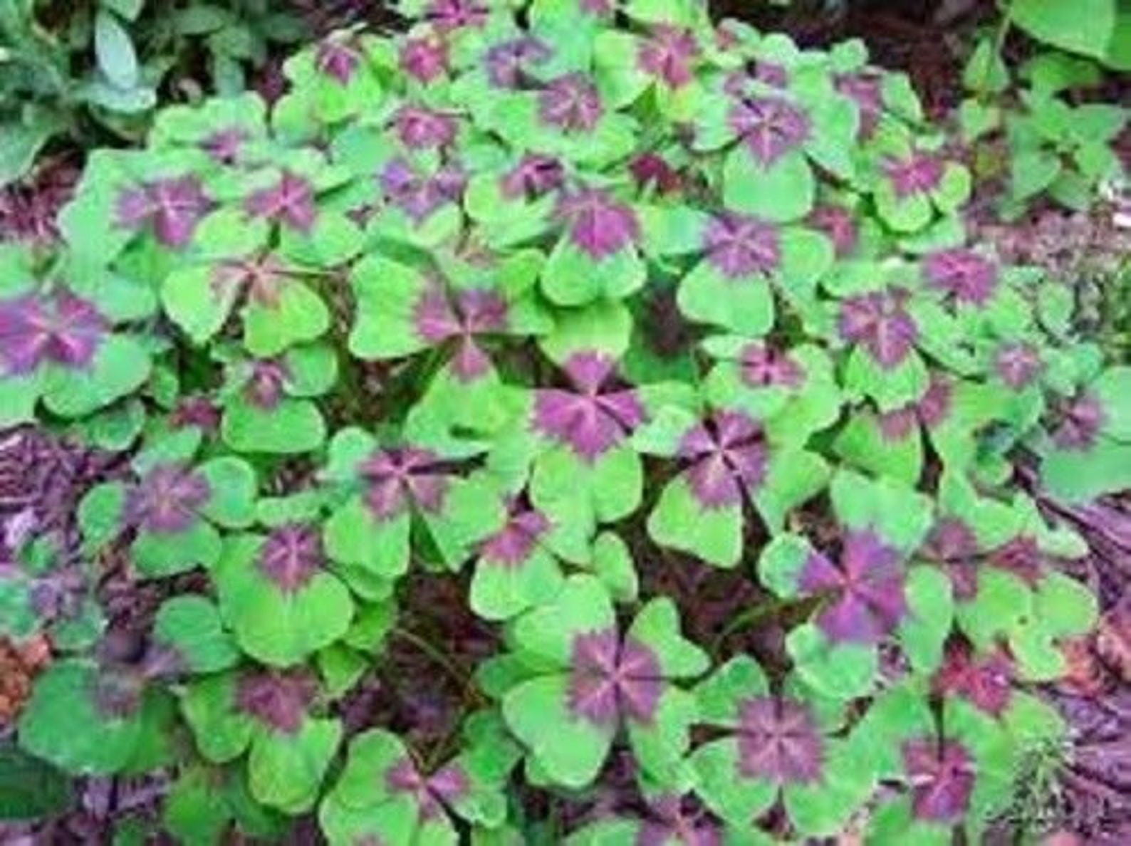 10 X Oxalis 'iron Cross' Bulbs. Etsy UK