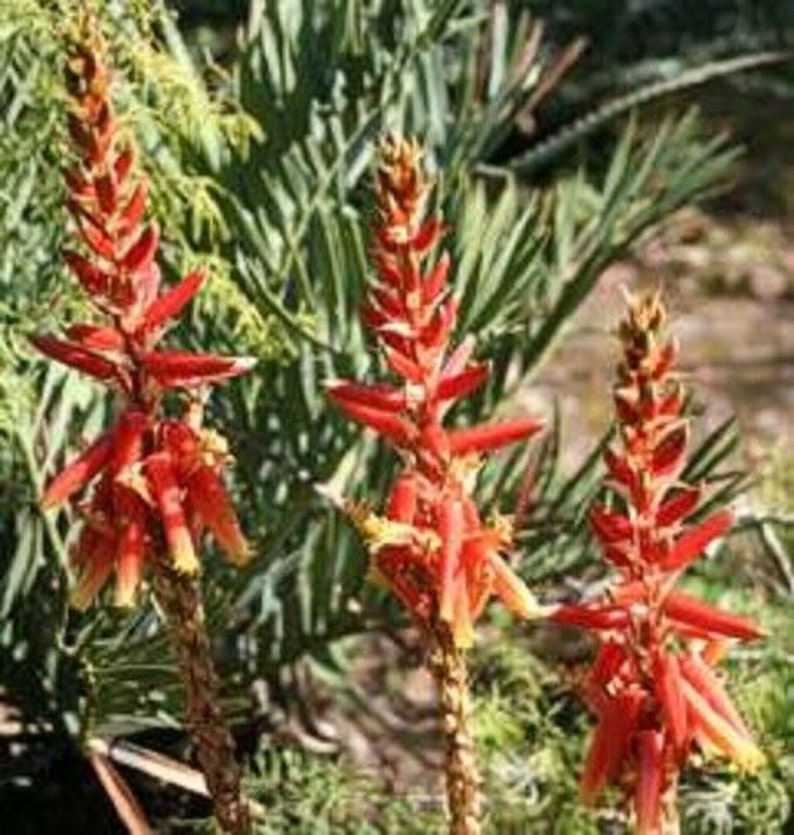 5 x aloe cryptopoda seeds image 4