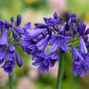 Neu! 10 Samen &#39;Blue Thunder&#39; Agapanthus Lilie des Nils