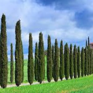 100 x italian cypress tree seeds. cupressus sempervirens
