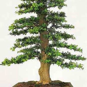 35 semi comuni di bosso (buxus sempervirens) che possono essere utilizzati per i bonsai.