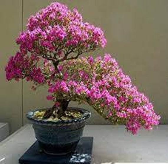Rosa Judenbaum Samen (25 Samen): Cercis Siliquastrum Versandkostenfrei ! -  Etsy sterreich