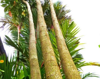 Semi di mogano Sky Fruit: Swietenia Macrophylla, Big Leaf (6 semi) Consegna gratuita nel Regno Unito!