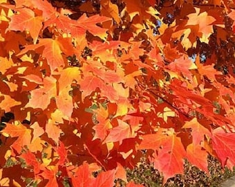 5 x sugar maple tree seeds - acer saccharum - rock maple