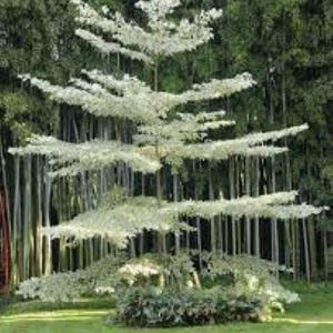Cornus controversa (Árbol del pastel de bodas) - 50 semillas