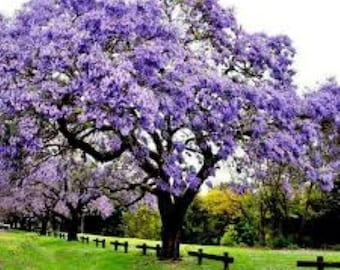 300 Empress Tree Seeds: Paulownia Tomentosa Princess Tree gratis verzending!