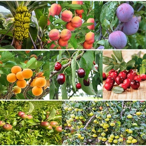 Gemischte Obstbaum-Samen: 8 Sorten (16 Samen)