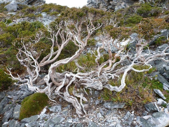 20 x Eukalyptus Alpina Samen. Grammias gummi samen versandkostenfrei!