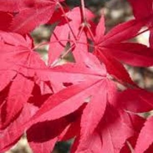 5 x redleaf japanese maple tree seeds (acer palmatum atropurpureum)