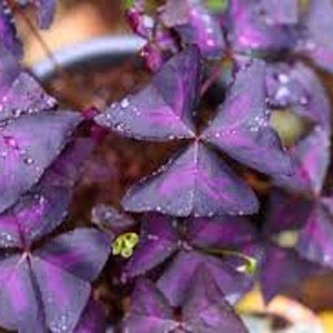 3 x oxalis triangularis purpurea bulbs.Purple Butterfly Plant Easy Houseplant Garden Plant Purple Foliage Very Easy to Grow, Shamrock image 6