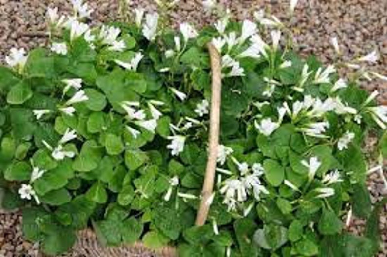 P Triangularis 5 X Oxalis Triangularis Papilionacea Bulbs. (green) Shamrock Clover ...