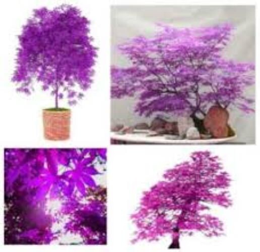 Purple Ghost Japanese Maple Bonsai Tree Seeds - Acer Palmatum - 20 Seeds  Free UK Delivery ! - Etsy Denmark