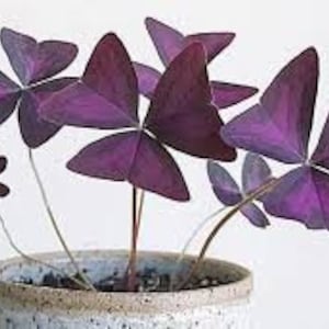 Oxalis Triangularis Purpurea Bulbs: Purple Butterfly Shamrock, Easy to grow (25 Bulbs)
