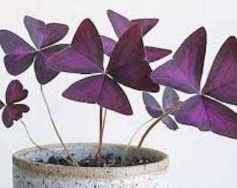 4 x Oxalis Triangularis purpurea bulbs. .Purple Butterfly Plant  Easy Houseplant  Garden Plant Purple Foliage - Very Easy to Grow, Shamrock
