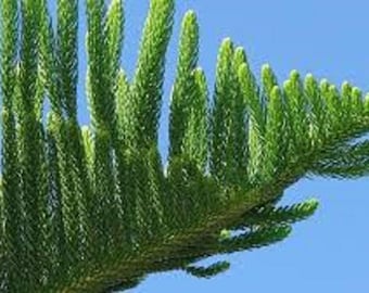 10 x Semillas Araucaria Columnaris Semillas Frescas Pino de Cook ¡Entrega gratuita en el Reino Unido!