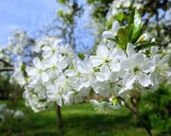 10 x Semillas de cerezo silvestre: Prunus Avium ¡Entrega gratuita en Reino Unido!