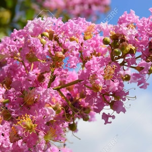 25 x common crape myrtle tree seeds. lagerstroemia indica.