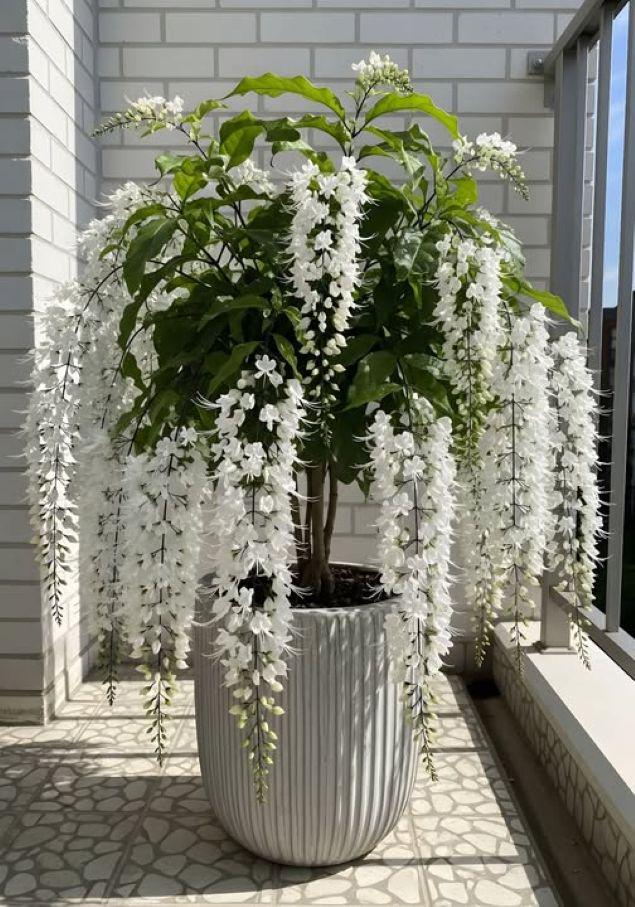 白藤 3粒 – 丈夫な中国のつる植物、珍しい花 - Etsy 日本