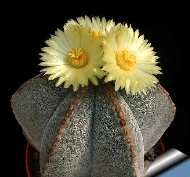 Astrophytum Mix Rare Cactus Seeds - 25 Seeds Variety Pack For Succulent Gardeners