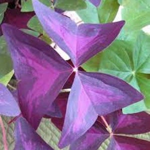 3 x oxalis triangularis purpurea bulbs.Purple Butterfly Plant Easy Houseplant Garden Plant Purple Foliage Very Easy to Grow, Shamrock image 2