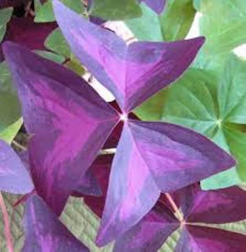 3 x oxalis triangularis purpurea bulbs.Purple Butterfly Plant Easy Houseplant Garden Plant Purple Foliage Very Easy to Grow, Shamrock image 2
