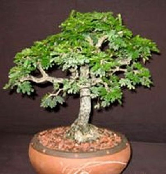 20 Black Locust Tree Seeds: False Acacia for Bonsai Free UK Delivery ! -  Etsy Israel
