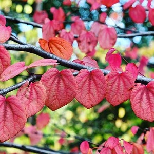 Katsura Tree Seeds: Rare Autumn Foliage - 25 Seeds