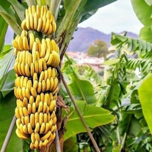 25 x musa yunnanensis seeds yunnan banana.