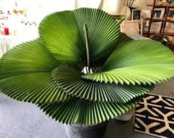 gloriosum variegata Philodendron gloriosum variegated 